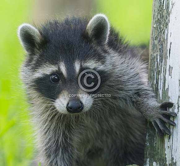 Raccoons