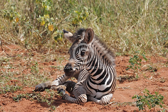 Zebras