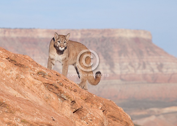 Mountain lion, cougar, puma concolor Mountain lion, cougar, puma concolor