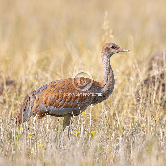 Lesser Sandhill Crane Colt in a Barley Field