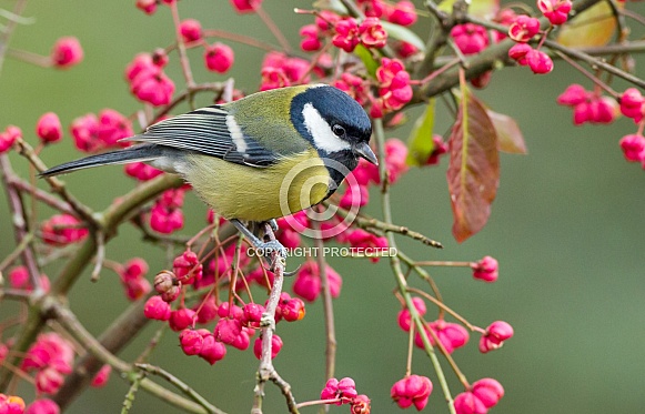 The great tit (Parus major) The great tit (Parus major)