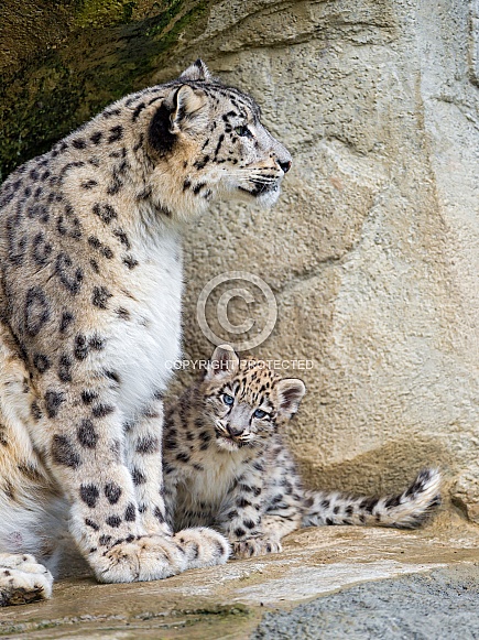 Snow Leopard and Cub