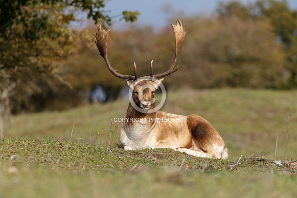 Fallow deer