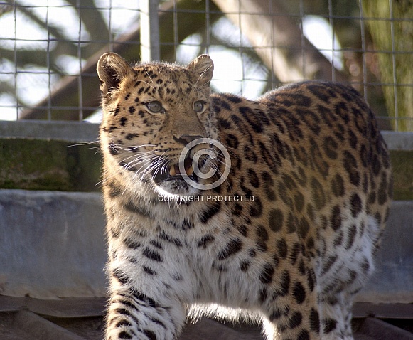 Leopard