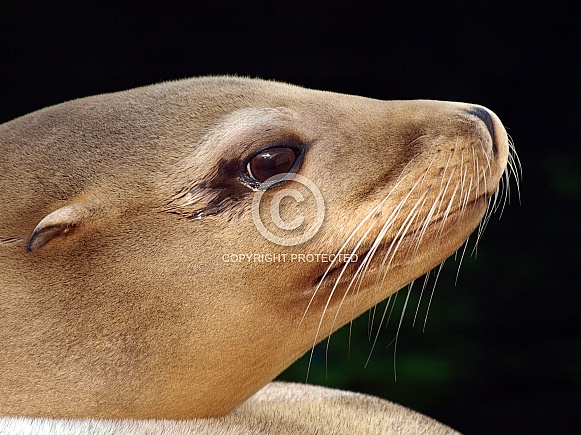California Sea lion (Zalophus californianus)