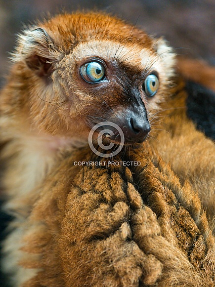female Slater's Lemur