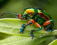 Leaf Beetle