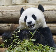Giant Panda
