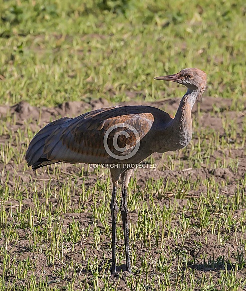Juvenile Sandhill Crane Standing, Walking
