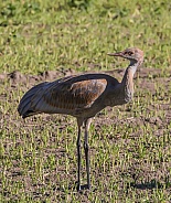 Juvenile Sandhill Crane Standing, Walking