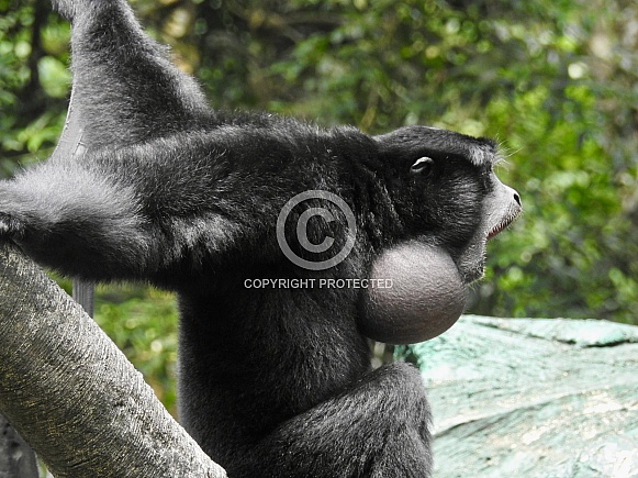 Siamang Siamang