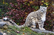 Snow Leopard sitting