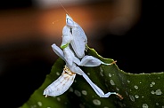Orchid Praying Mantis