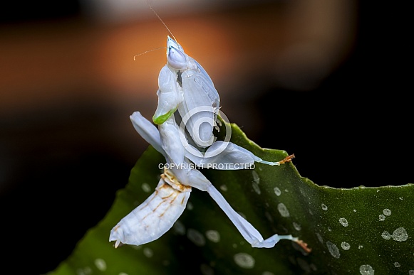 Orchid Praying Mantis