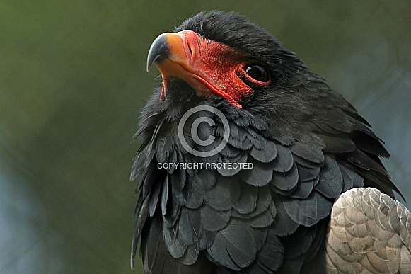 Bateleur Eagle Bateleur Eagle