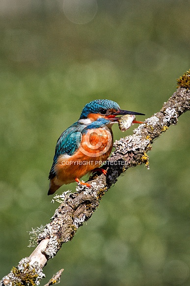 European Kingfisher