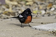 A Painted Redstart in Arizona