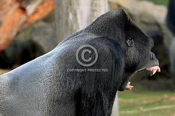 Western lowland Gorilla Western lowland Gorilla