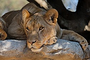 Female African Lion