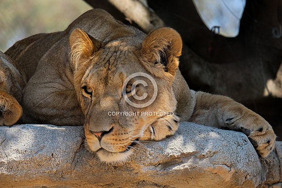 Female African Lion