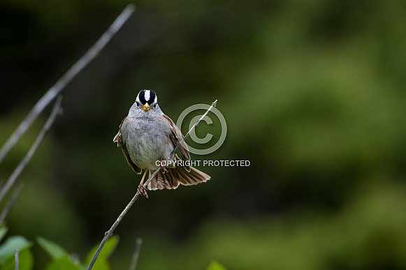 White-crowed Sparrow