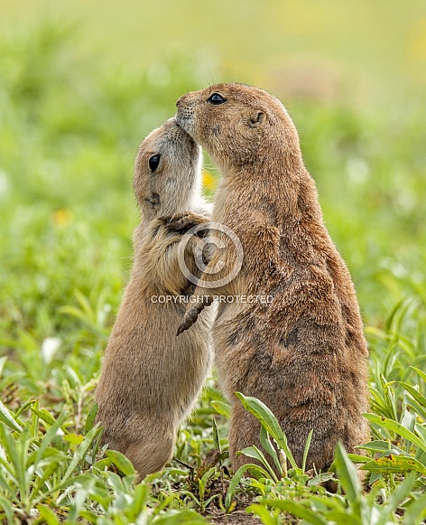 Black-tailed Prairie Dog