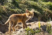 Red fox cub/cubs in nature