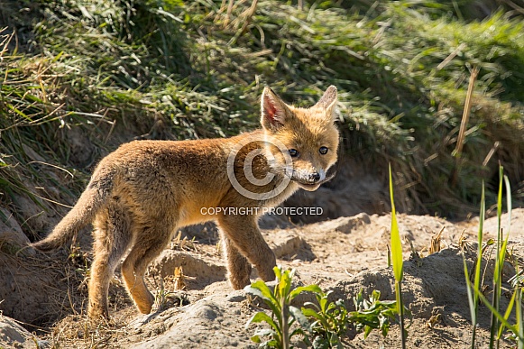 Red fox cub/cubs in nature