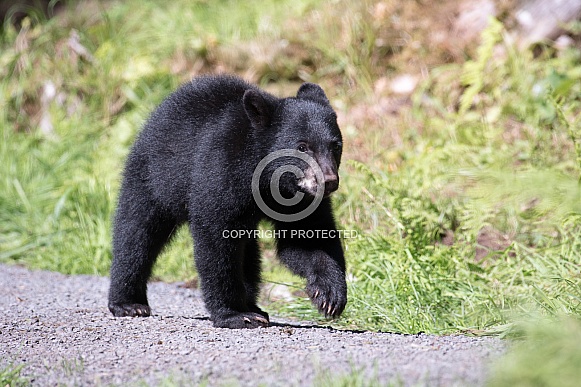 Black Bear Cub (wild)