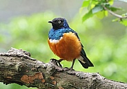 Suberb Starling