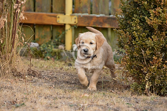 Golden retriever puppy Golden retriever puppy