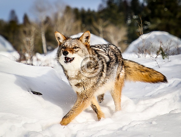 Coyote in winter snow