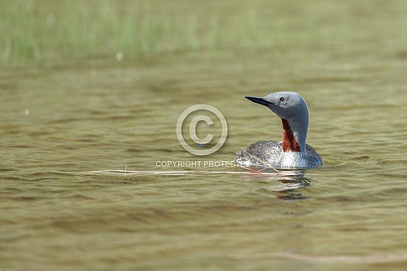 The red-throated loon (North America) or red-throated diver (Britain and Ireland)