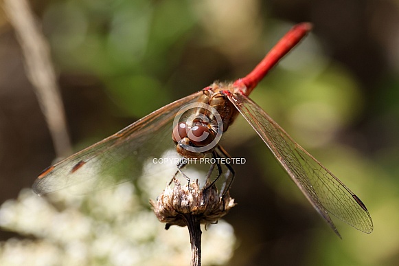 Male Ruddy Darter Dragonfly (Sympetrum sanguineum)