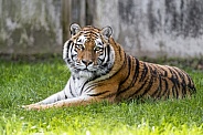 Amur Tiger