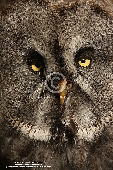 Great grey owl