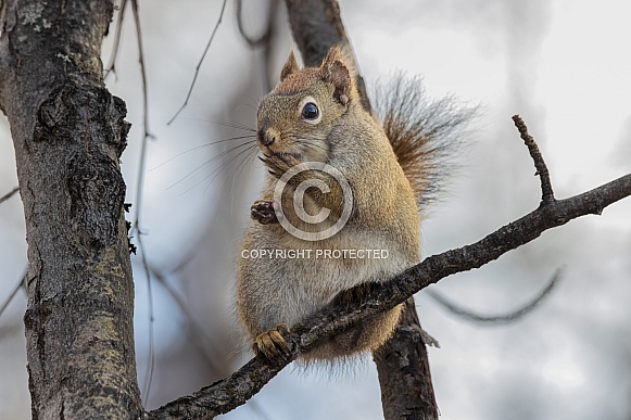 An American red squirrel in Alaska