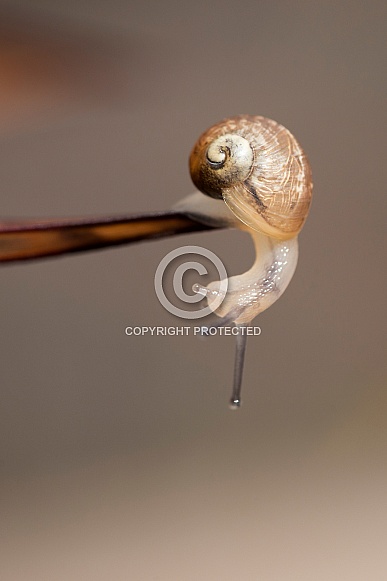 Garden snail. Garden snail.