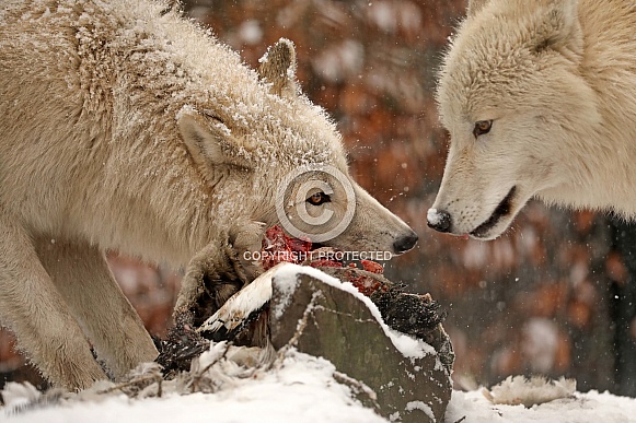 Hudson Bay wolf (Canis lupus hudsonicus)
