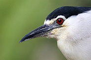 Black-crowned night heron (Nycticorax nycticorax)