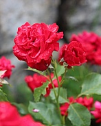 Red Roses After Rain