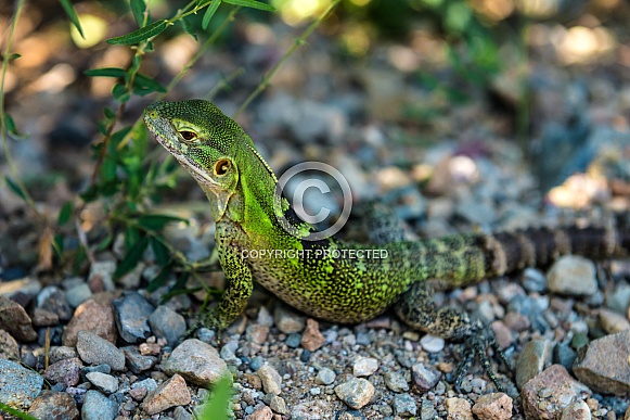 Green Lizard