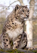 Snow Leopard