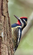 Yellow Bellied Sapsucker