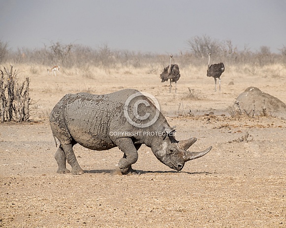 Black Rhino