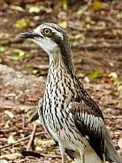 Bush Stone-curlew