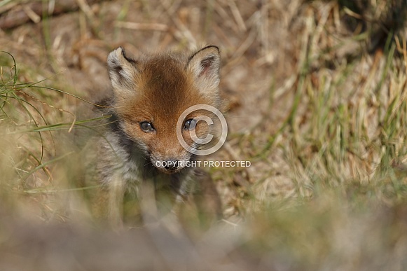 Red Fox Cubs Red Fox Cubs