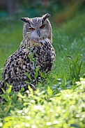 Eagle Owl