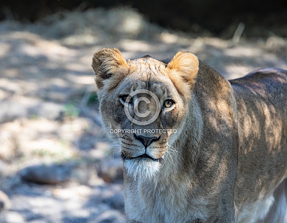 Female African Lions