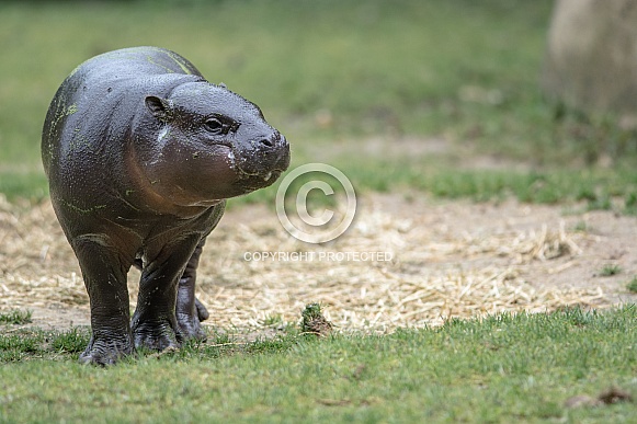 Pygmy hippopotamus Pygmy hippopotamus